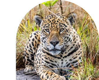 imagem de uma onçca